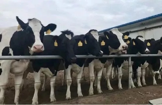 省委书记王国生到河南花花牛乳业集团·新蔡瑞亚牧业有限公司调研 省委书记王国生到河南花花牛乳业集团·新蔡瑞亚牧业有限公司调研